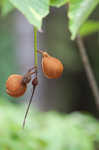 Bottlebrush buckeye